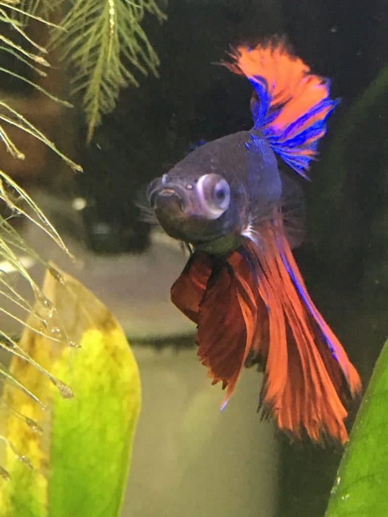Popeye Fish