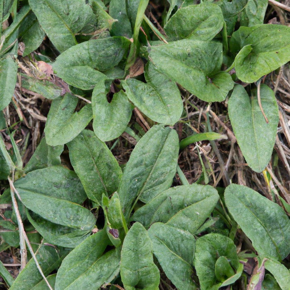 Plantago ovata - the plant that creates the seeds that are processed for psyllium husk before bed