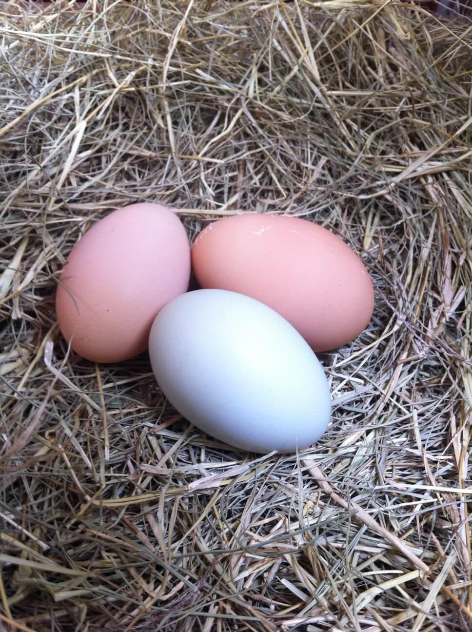 Eggs are great for gardening and adding nutrients to the soil.
