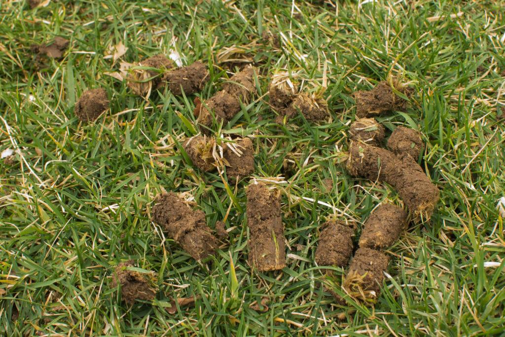 Dirt plugs on grass