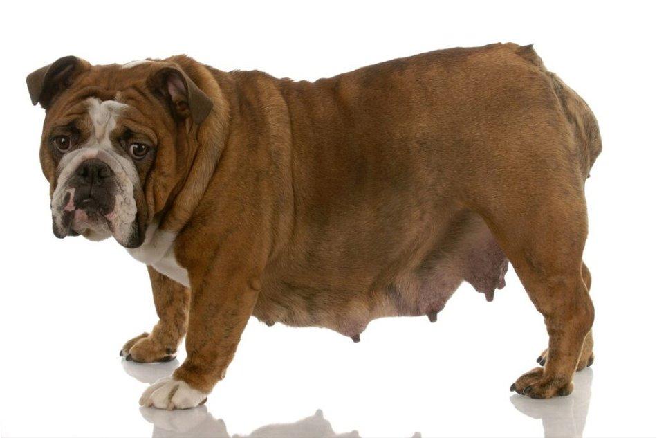 Natural Causes of Nipple Enlargement In Dogs