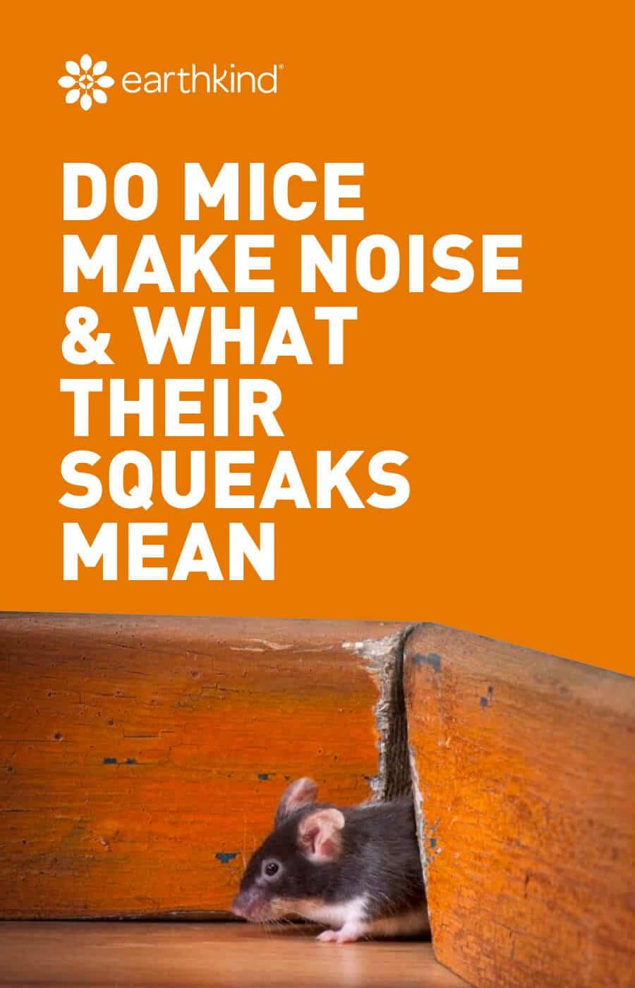 What Noises Mice Make & What They Mean