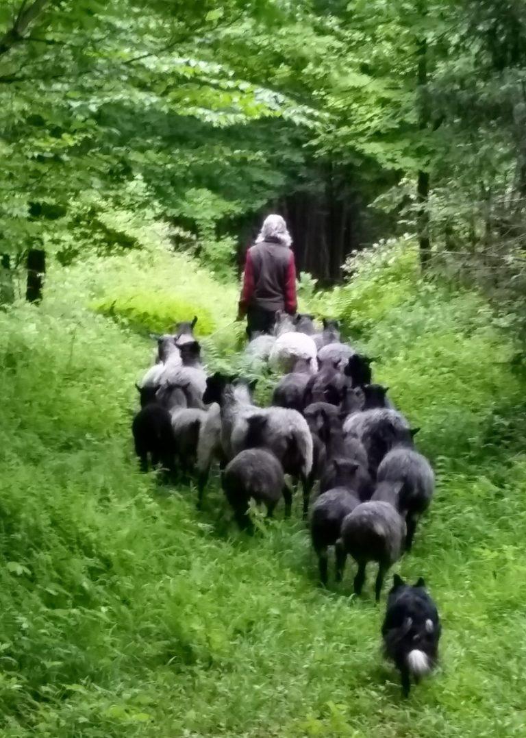 Shepherding