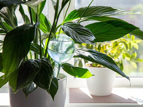 indoor plant with watering globe