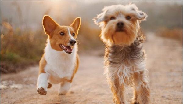 Dog Running - How to stop dog from barking