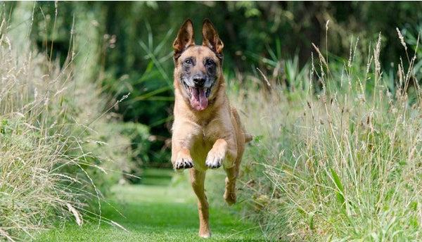 German Shepherd Exercise - How to stop dog from barking