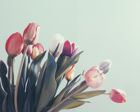 A bunch of Tulips