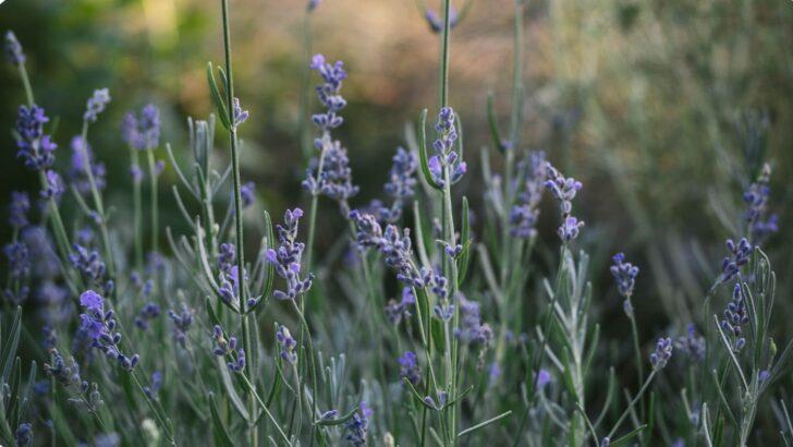 Lavender seedlings in seedling trays