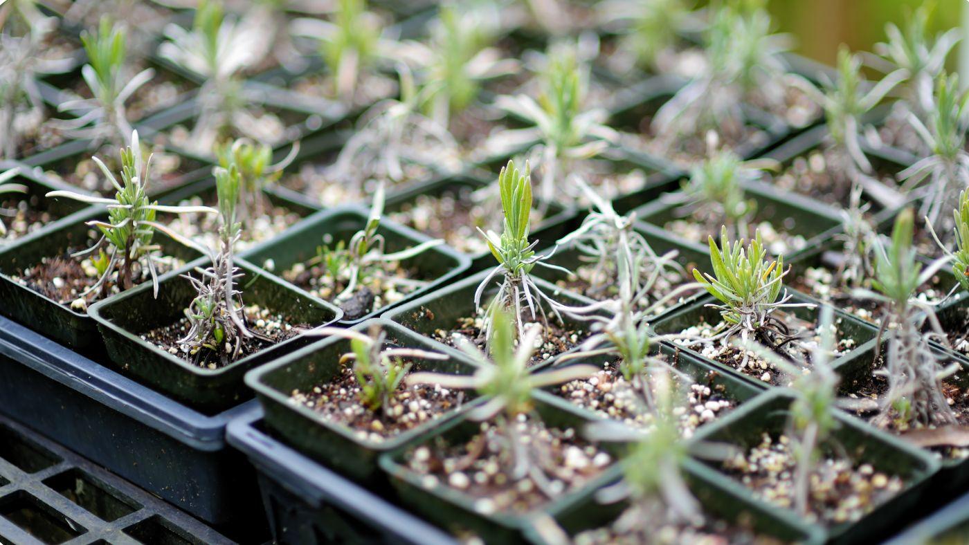 Lavender growing outdoors in a garden