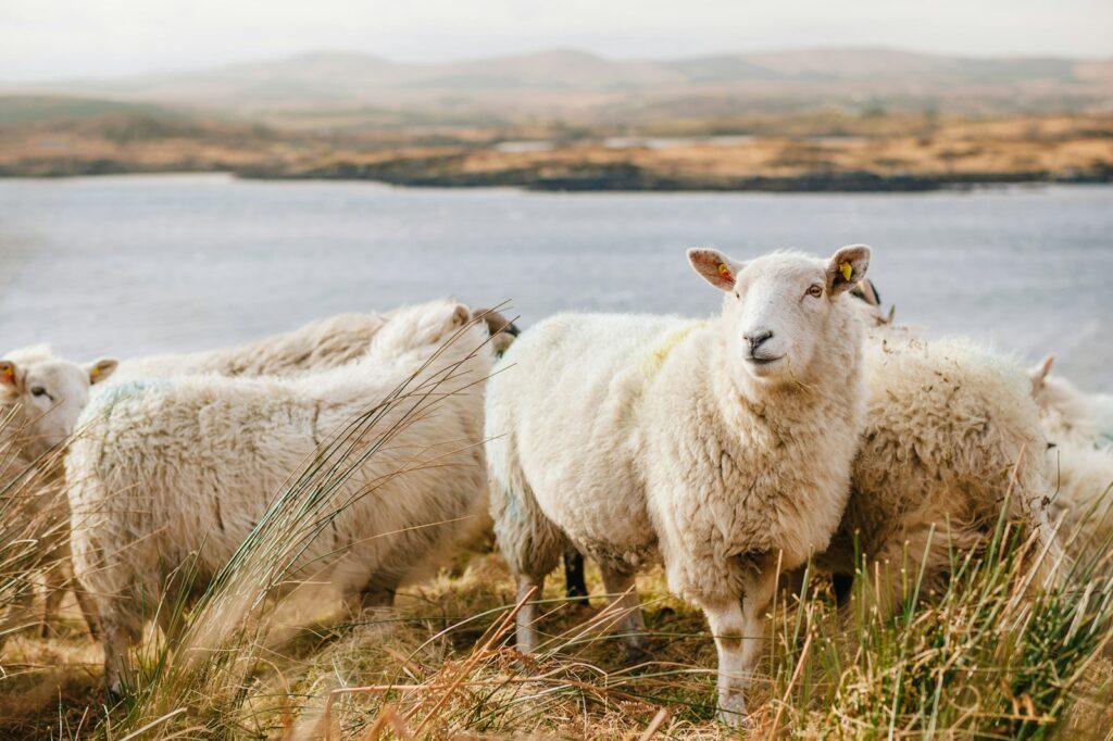 Sheep in Religion and Mythology