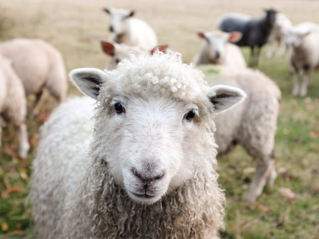 Sheep as Spirit Animals