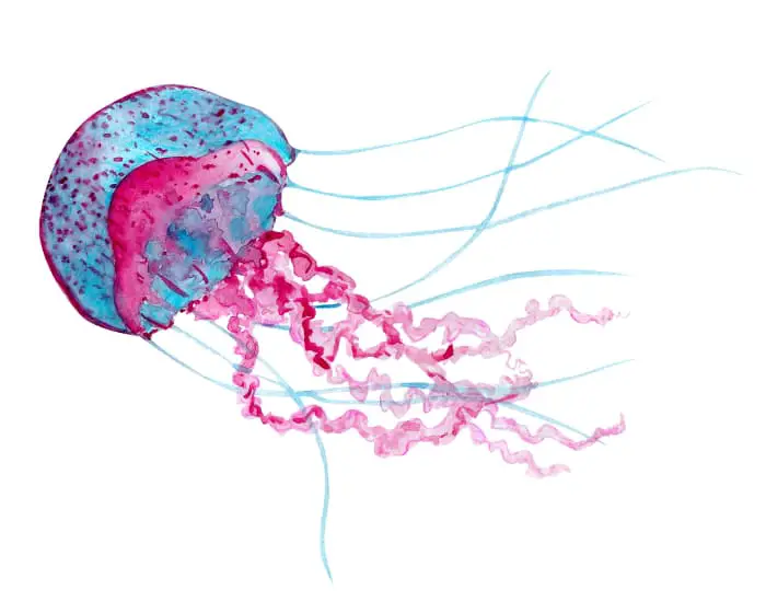 A watercolor image of a jellyfish in blues and reds, created to show movement.