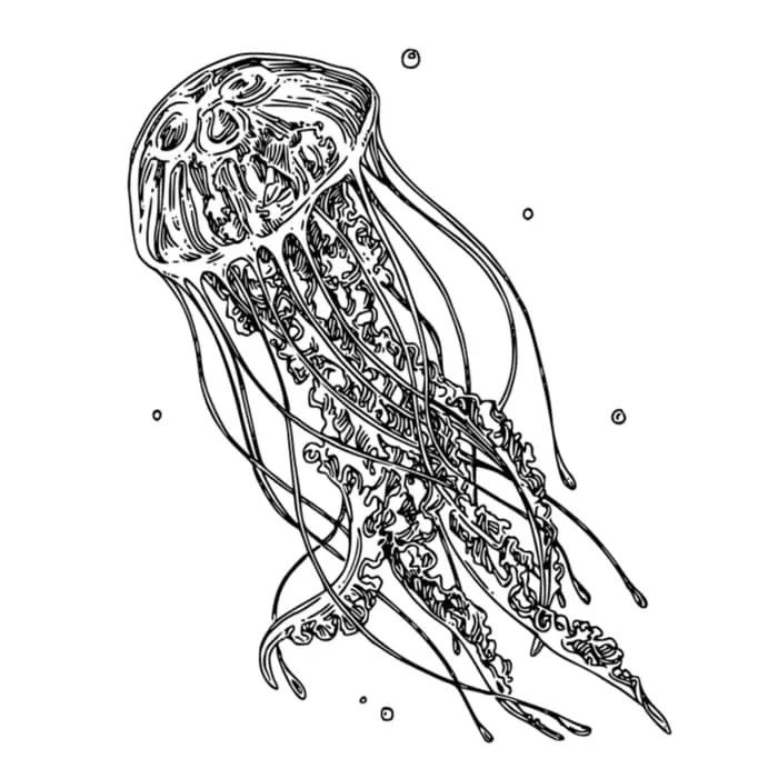 Black and white image of a jellyfish drawn in realistic detail.