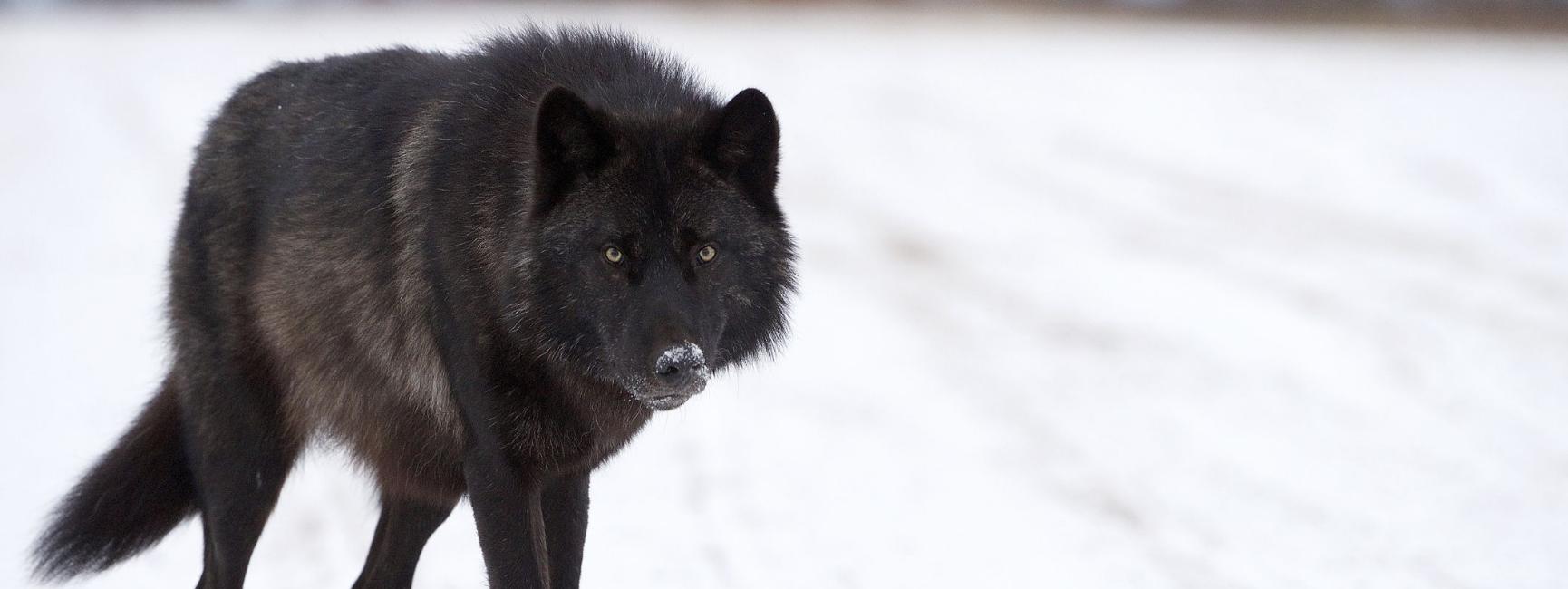 black wolf dream meaning