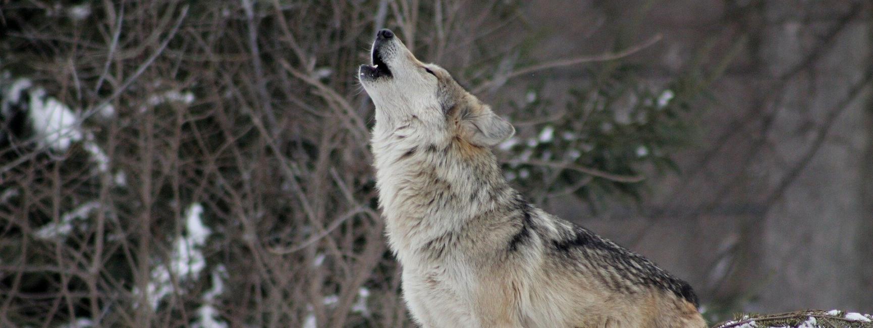 howling wolf dream meaning