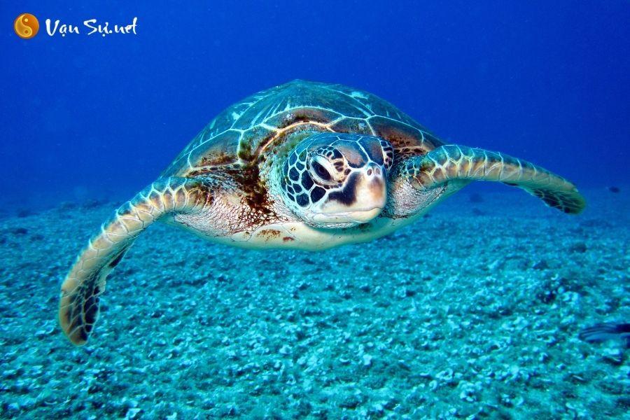 Dreaming of turtles: Is it a sign of good or bad luck? Revealing lucky numbers.