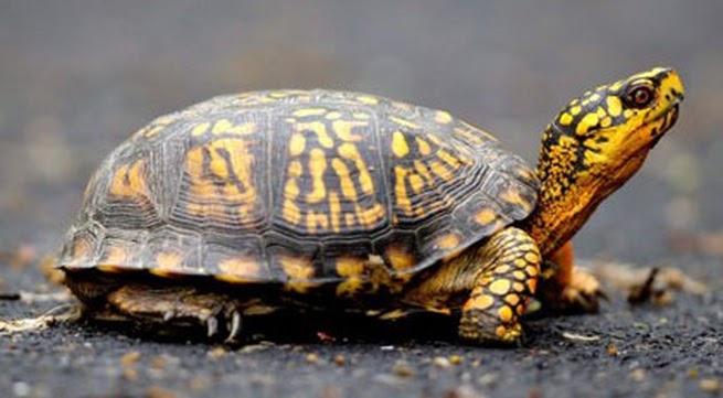 Dreaming of turtles: Is it a sign of good or bad luck? Revealing lucky numbers.