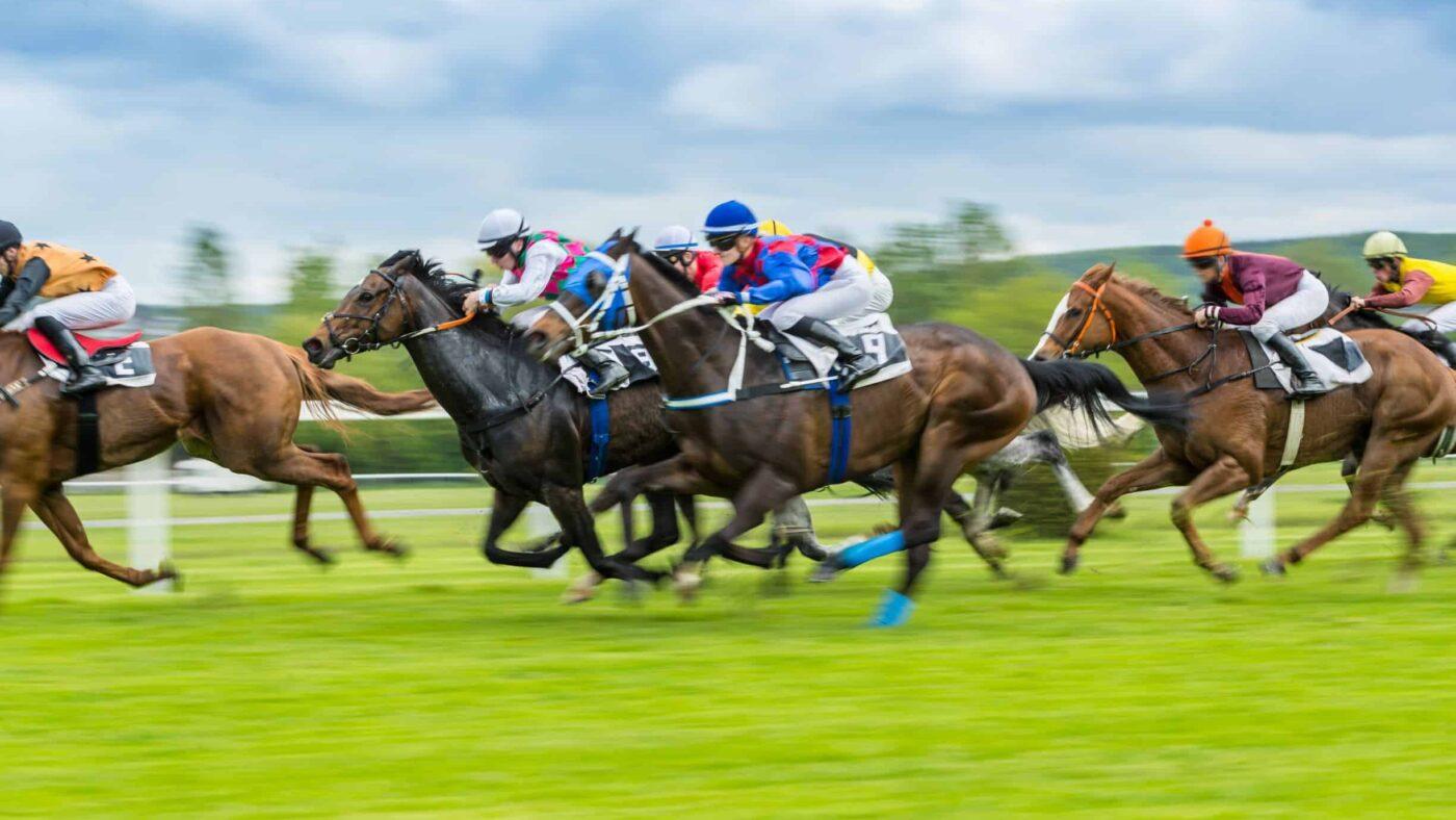 Picture of a horse race on turf.