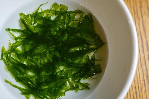 Seaside Sandwich- Foraging + Eating Sea Lettuce 847 (1)