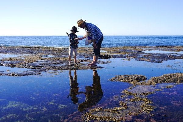 Seaside Sandwich- Foraging + Eating Sea Lettuce 846 (1)