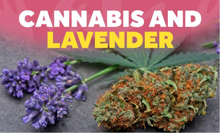 cannabis and lavender