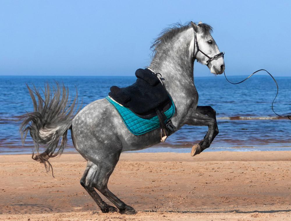 grey horse wearing treeless addle