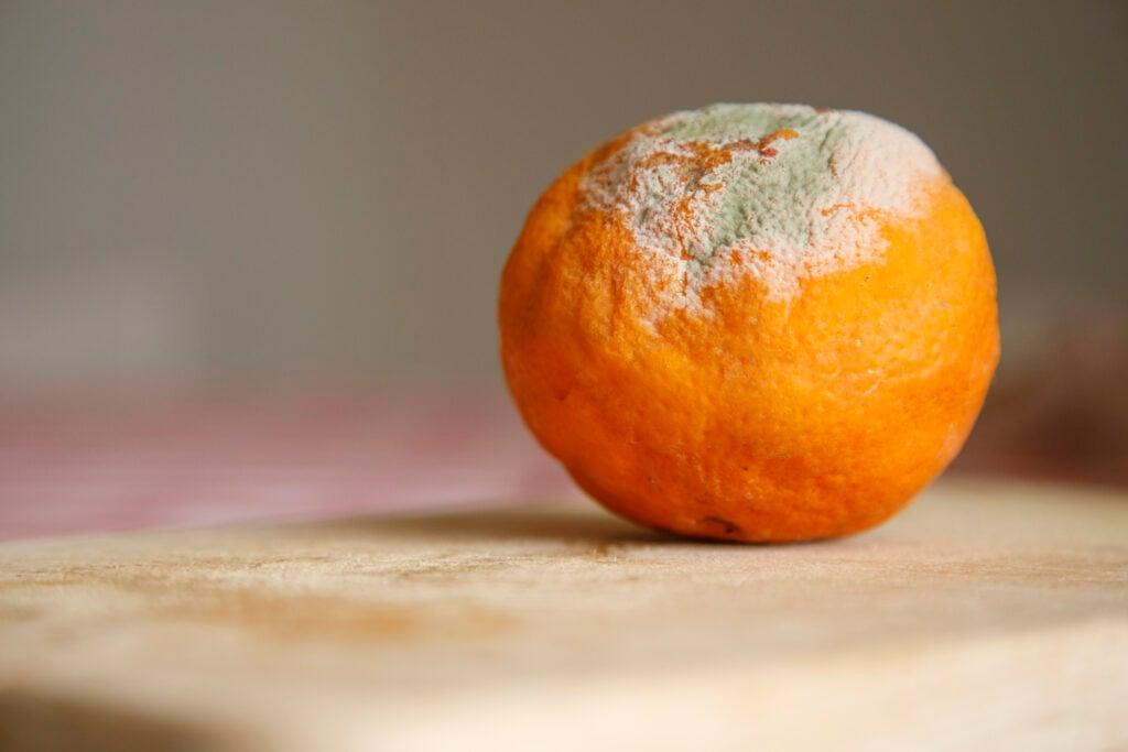 mold on orange