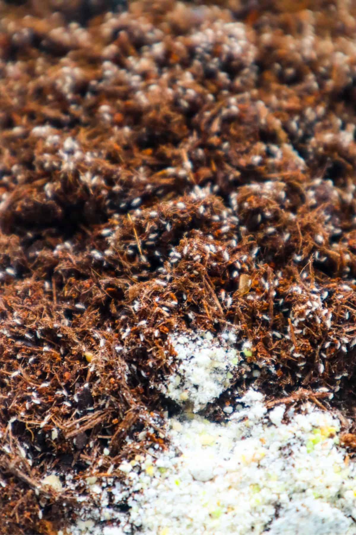 Springtails up close with a pile of springtail food