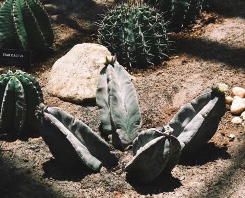 Cacti-Desert-Planting-las-vegas