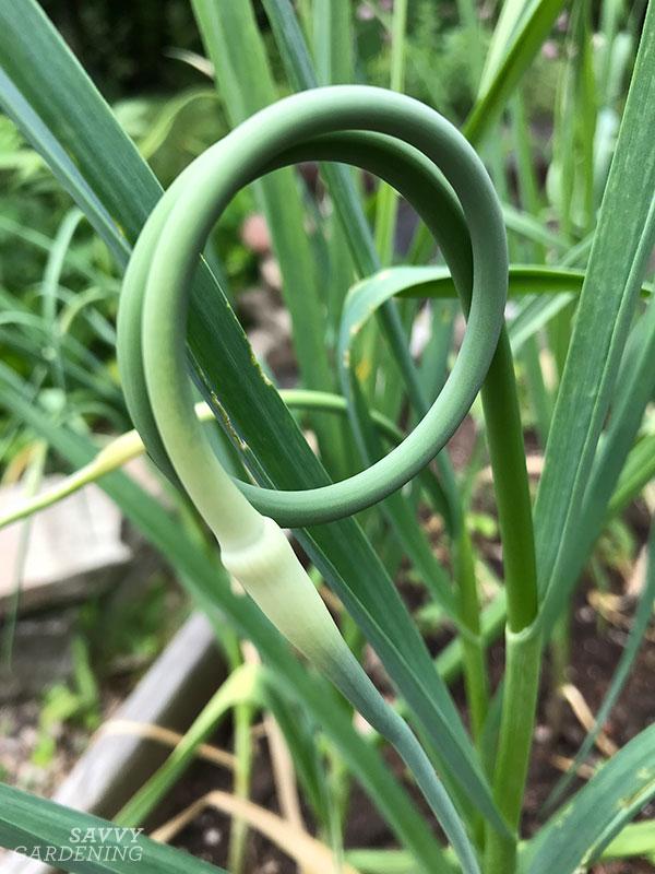 garlic scapes ready to pick