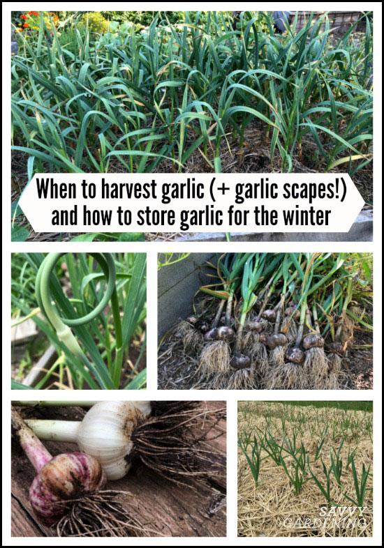 When to harvest garlic (and garlic scapes) and how to store garlic for the winter