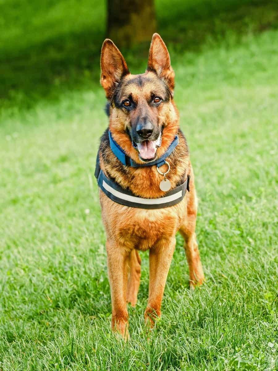 A GSD standing straight on a grassfield