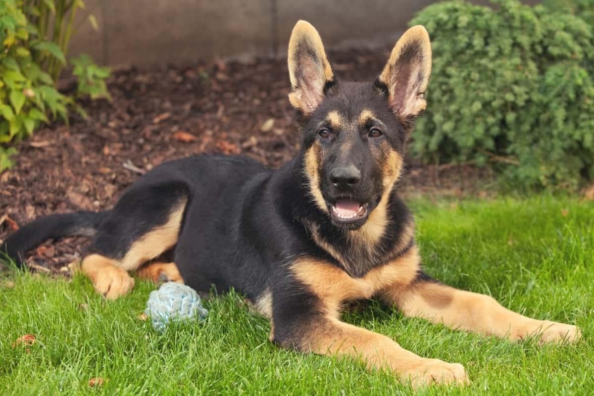 Young German Shepherd sitting on a grass with a ball next to him