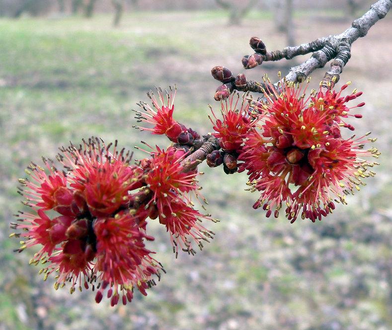 Buds of Kawakami maple (Acer caudatifolium)