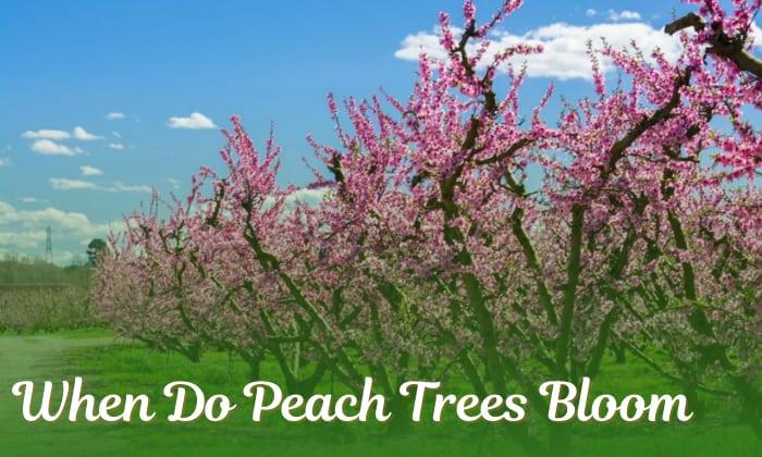 when do peach trees bloom
