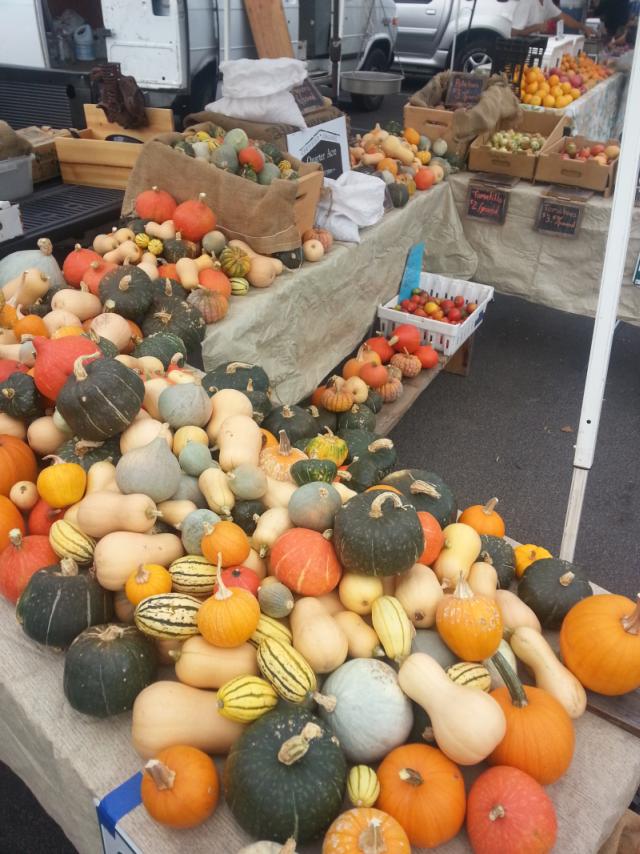 when-to-harvest-winter-squash-pumpkins-gourd
