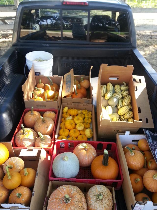 when-to-harvest-winter-squash-pumpkins