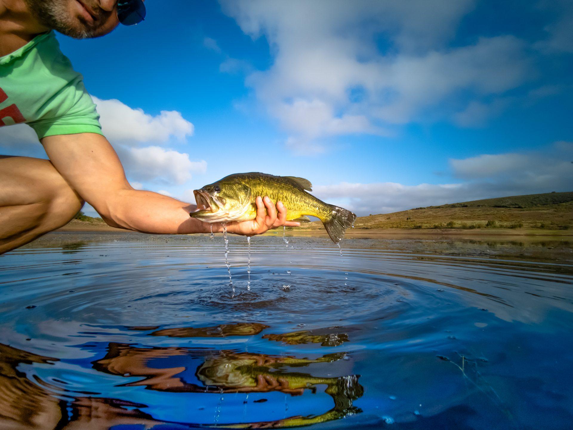 When Do Bass Spawn? Everything You Need to Know About Spawning Season