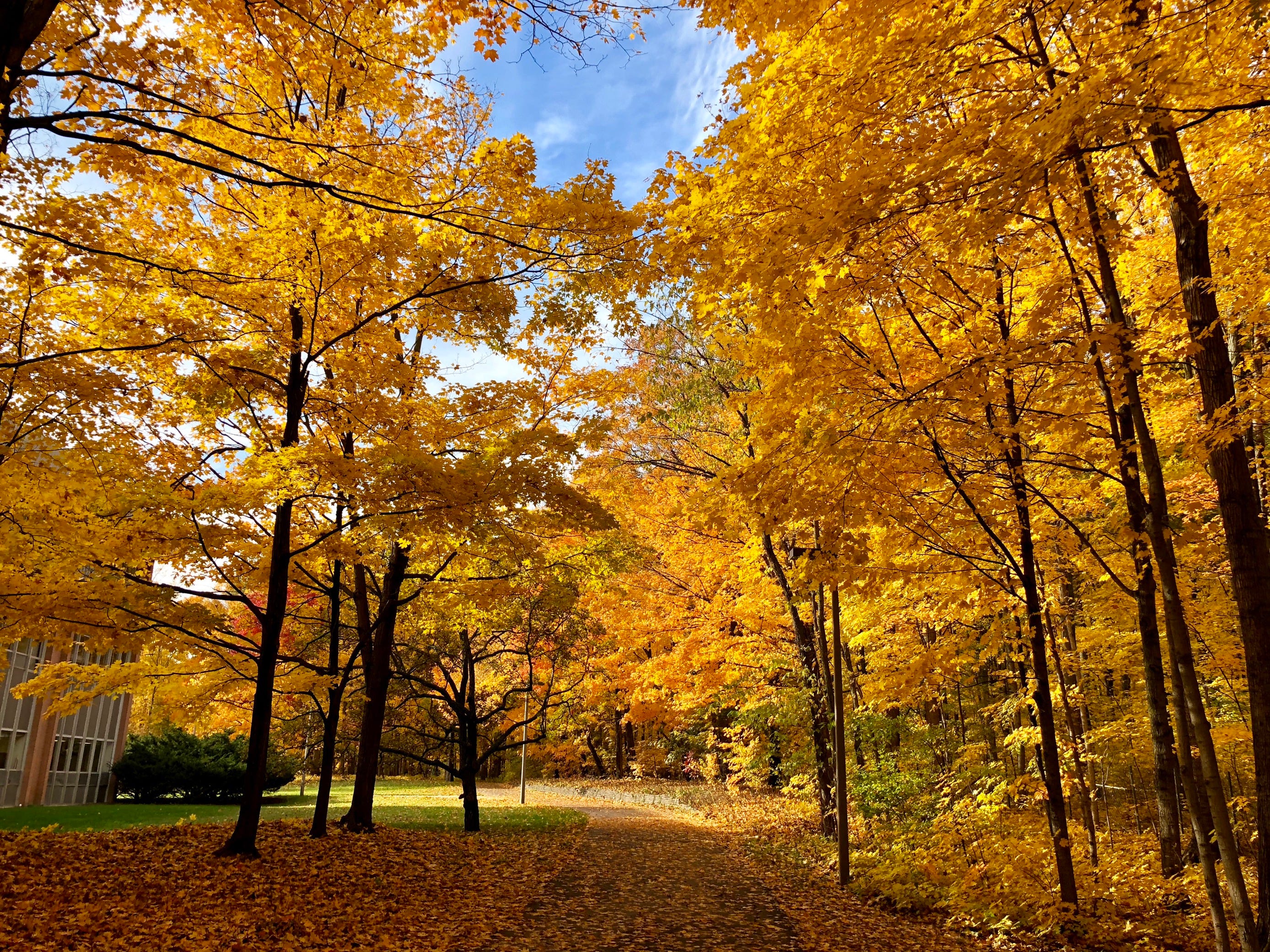 Leaves turned yellow and amber during autumn in October near Michigan State University in East Lansing, Mich.