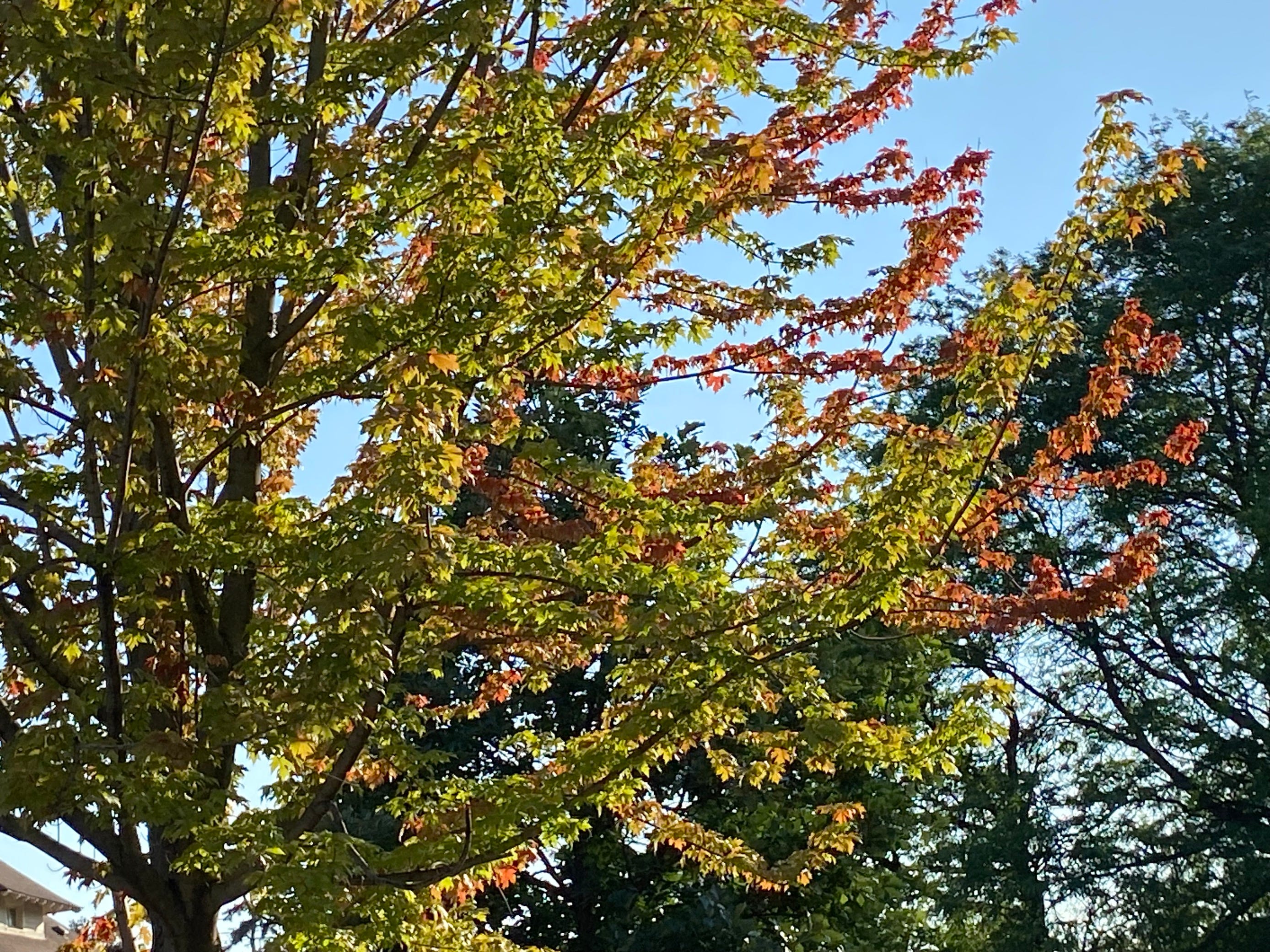 Leaves changing colors in West Village near East Lafayette Street on Aug. 16, 2023 in Detroit, Mich.