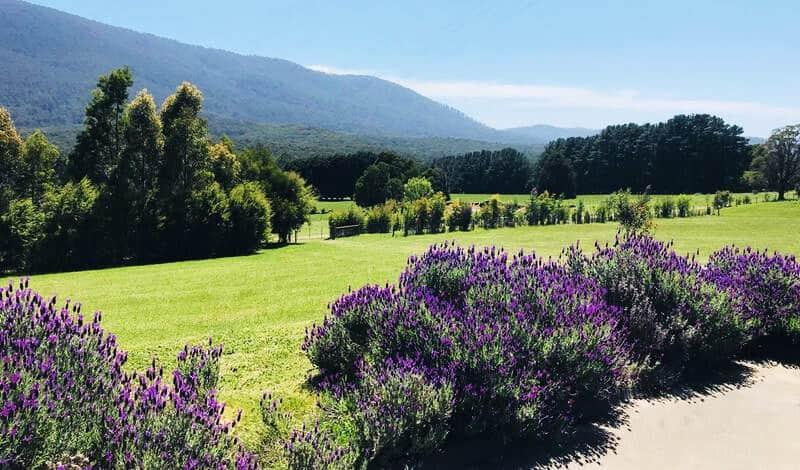 Purple lavenders backyard garden and mountain range in spring Landscape at Warburton, Australia