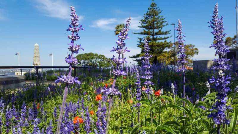 Purple Lavenders in Kings Park and Botanical Gardens in Perth, Western Australia