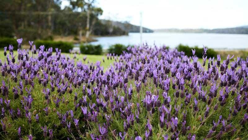 Lavender field with sea in background, southern Tasmania, Australia