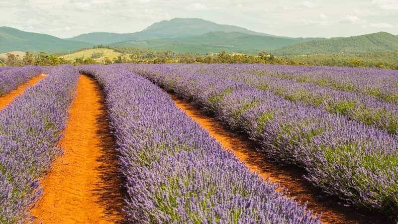 Lavandula angustifolia,French lavender farm grows at Bridestowe, Tasmania Australia during Summer.