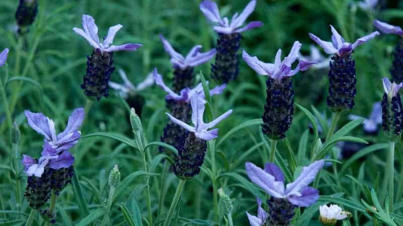 Sydney Australia, flowering Lavandula stoechas or spanish lavender in a winter garden