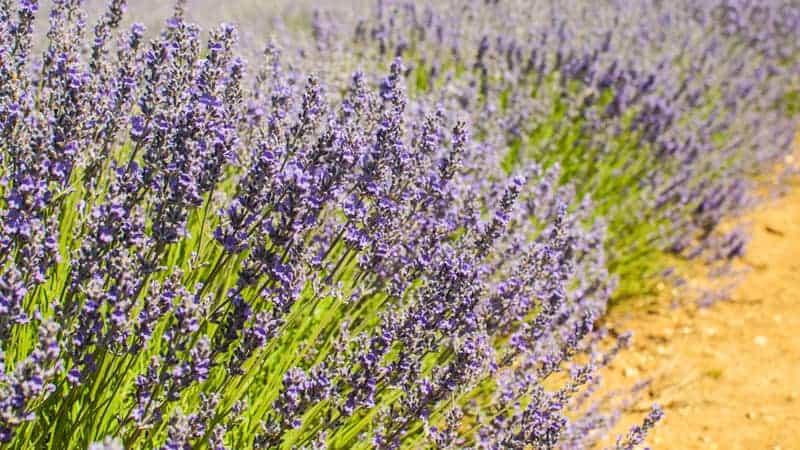 French lavender farm grows at Bridestowe, Tasmania Australia during Summer.