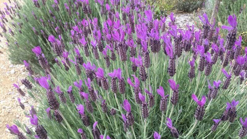 Lavender blossom closeup at Tasmania, Australia