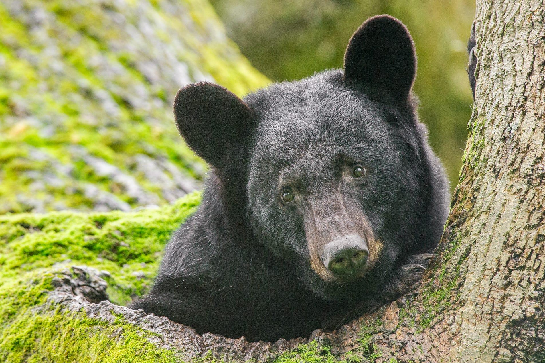 The North Carolina Wildlife Resources Commission is proposing extending bear hunting season.