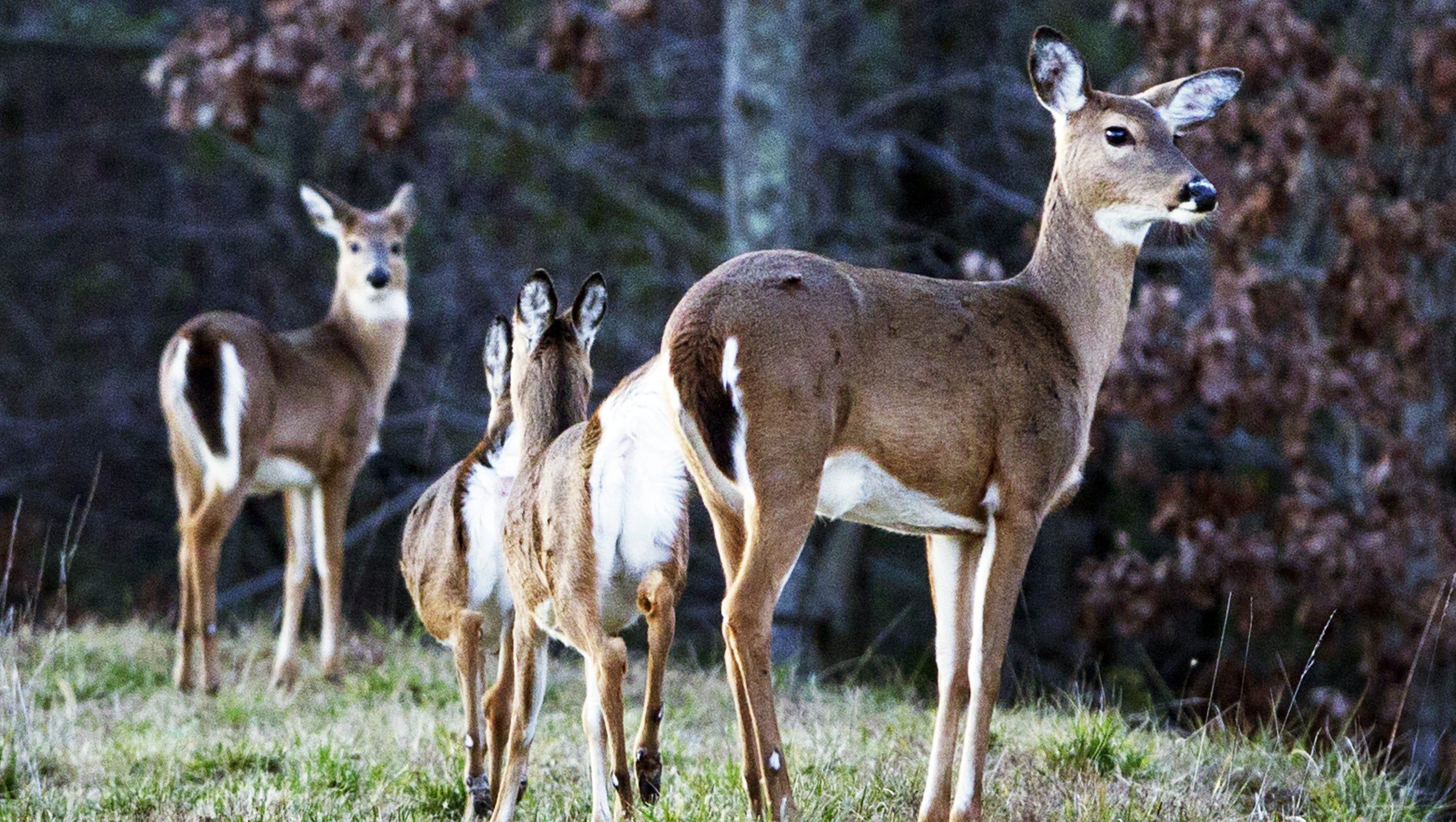 The N.C. Wildlife Resources Commission will hold three in-person public hearings and one virtual hearing regarding proposed rule changes.