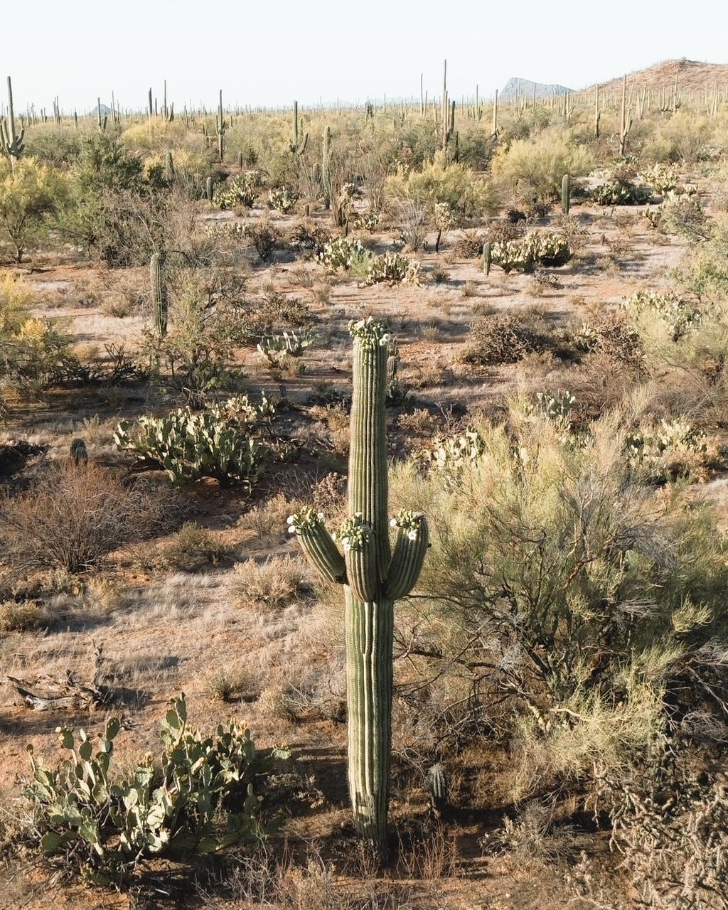 Saguaro Cactus in Bloom, Tucson AZ